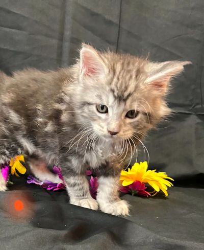 Ember orange collar male Maine Coon kitten photo 5