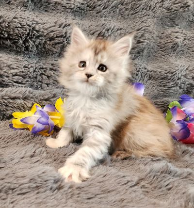 Eowyn 1