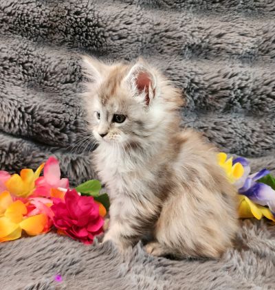 Eowyn 3