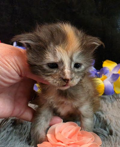 Cezanne pink collar black shaded classic torbie/white Maine Coon kitten photo 1