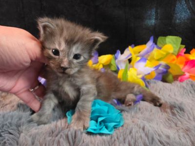 Michelangelo blue collar silver black shaded Maine Coon kitten photo 11