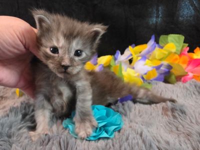 Michelangelo blue collar silver black shaded Maine Coon kitten photo 12