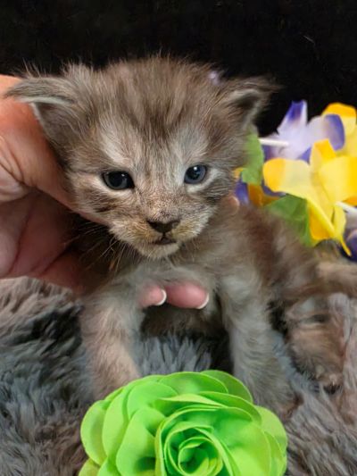 Raphael green collar black smoke Maine Coon kitten photo 1