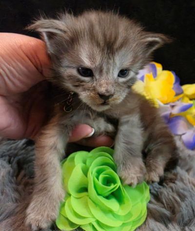 Raphael green collar black smoke Maine Coon kitten photo 3