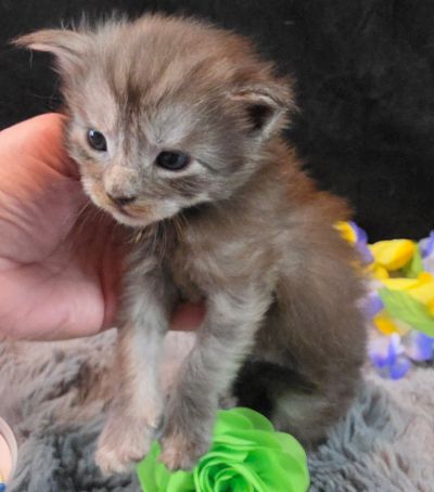 Raphael green collar black smoke Maine Coon kitten photo 7