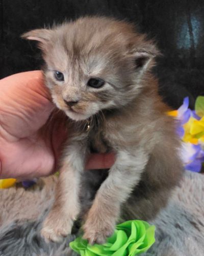 Raphael green collar black smoke Maine Coon kitten photo 8
