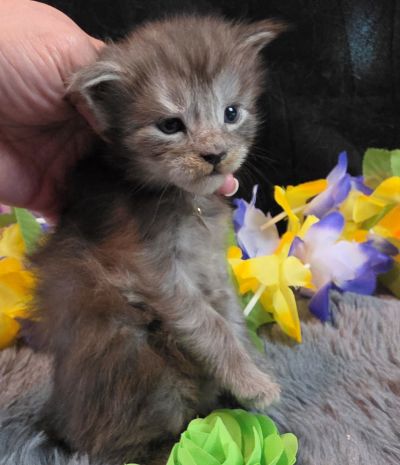 Raphael green collar black smoke Maine Coon kitten photo 9