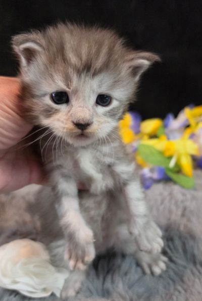 Da Vinci white collar silver black shaded Maine Coon kitten photo 10