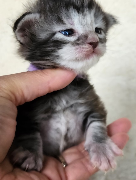 MainecoonkittensEvanstarAkoniFPurple4.jpg