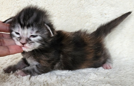 MainecoonkittensEvanstarAkoniFPurple6.jpg