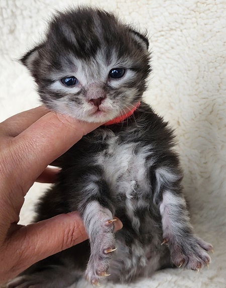 MainecoonkittensEvanstarAkoniMREdOrange1.jpg