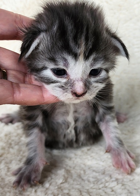 MainecoonkittensEvanstarAkoniMREdOrange4.jpg