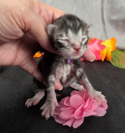Jolene pink collar silver black classic Maine Coon kitten photo 1