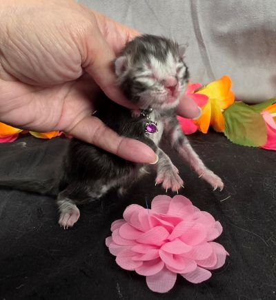 Jolene pink collar silver black classic Maine Coon kitten photo 10