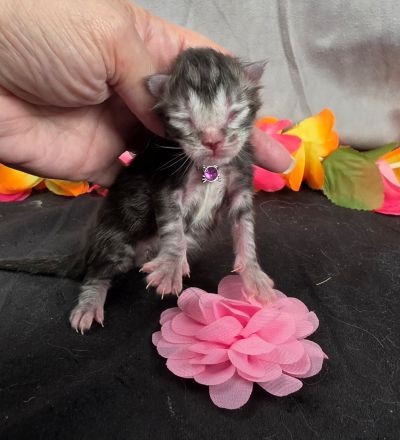 Jolene pink collar silver black classic Maine Coon kitten photo 11