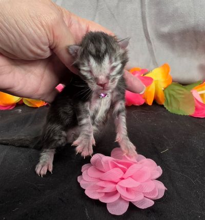 Jolene pink collar silver black classic Maine Coon kitten photo 12