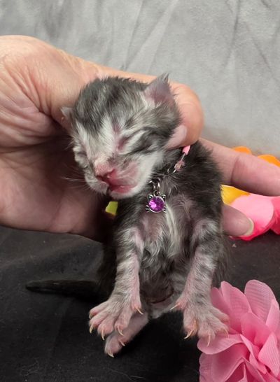 Jolene pink collar silver black classic Maine Coon kitten photo 13