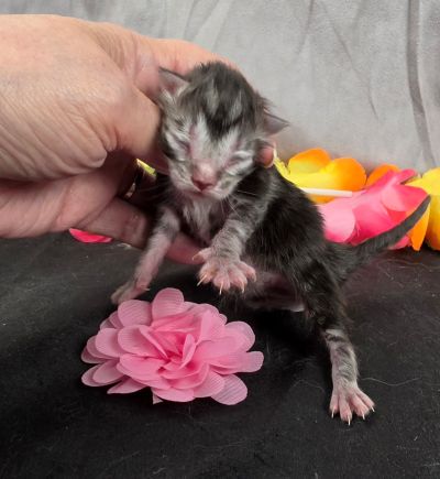Jolene pink collar silver black classic Maine Coon kitten photo 14