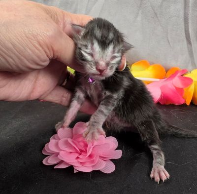 Jolene pink collar silver black classic Maine Coon kitten photo 15