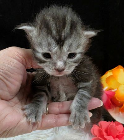 Jolene pink collar silver black classic Maine Coon kitten photo 1