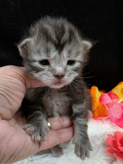 Jolene pink collar silver black classic Maine Coon kitten photo 2