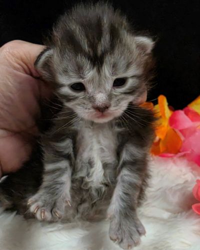Jolene pink collar silver black classic Maine Coon kitten photo 3