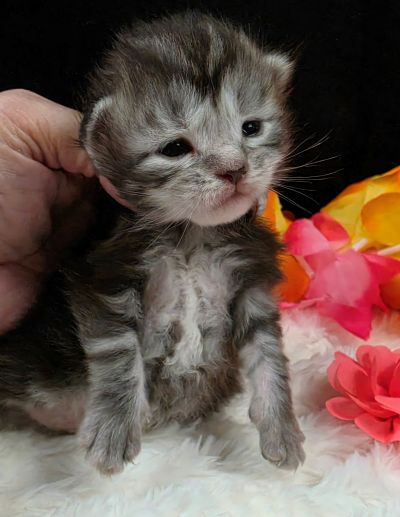 Jolene pink collar silver black classic Maine Coon kitten photo 4