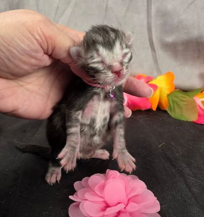 Jolene pink collar silver black classic Maine Coon kitten photo 2