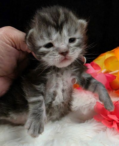 Jolene pink collar silver black classic Maine Coon kitten photo 5