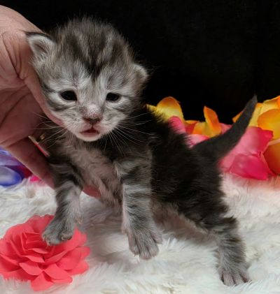 Jolene pink collar silver black classic Maine Coon kitten photo 6