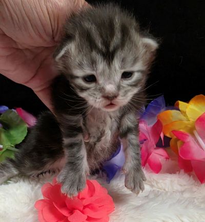 Jolene pink collar silver black classic Maine Coon kitten photo 7