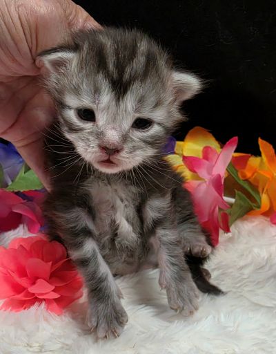 Jolene pink collar silver black classic Maine Coon kitten photo 9