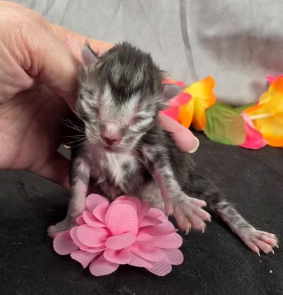 Jolene pink collar silver black classic Maine Coon kitten photo 3