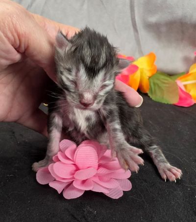 Jolene pink collar silver black classic Maine Coon kitten photo 4