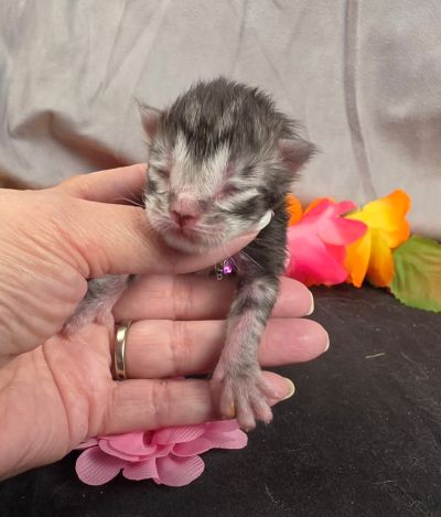 Jolene pink collar silver black classic Maine Coon kitten photo 6