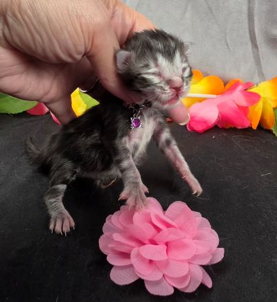 Jolene pink collar silver black classic Maine Coon kitten photo 7