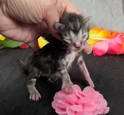 Jolene pink collar silver black classic Maine Coon kitten photo 8