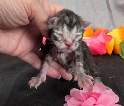 Jolene pink collar silver black classic Maine Coon kitten photo 9