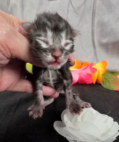 Dolly white collar silver black classic Maine Coon kitten photo 1