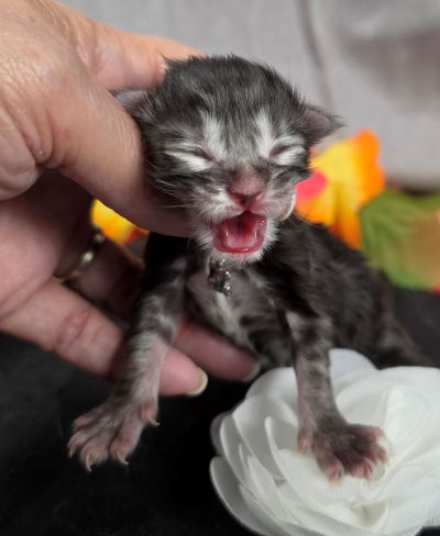 Dolly white collar silver black classic Maine Coon kitten photo 10