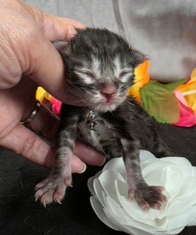 Dolly white collar silver black classic Maine Coon kitten photo 11