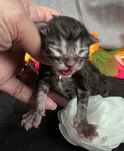 Dolly white collar silver black classic Maine Coon kitten photo 12