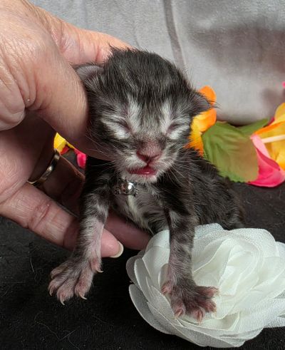Dolly white collar silver black classic Maine Coon kitten photo 13