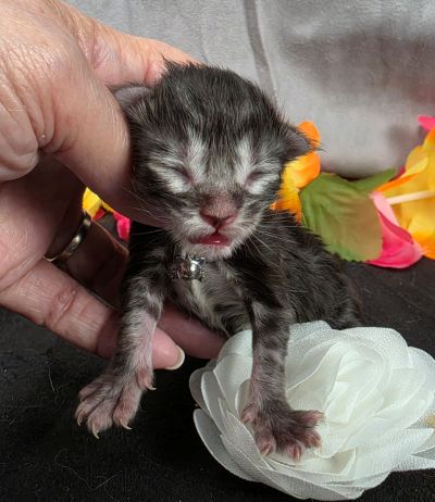 Dolly white collar silver black classic Maine Coon kitten photo 14