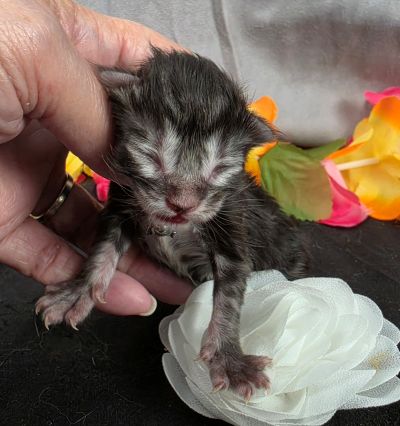Dolly white collar silver black classic Maine Coon kitten photo 15