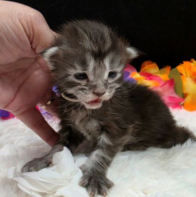 Dolly white collar silver black classic Maine Coon kitten photo 1
