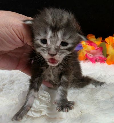Dolly white collar silver black classic Maine Coon kitten photo 2