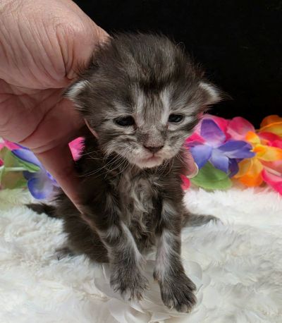 Dolly white collar silver black classic Maine Coon kitten photo 3