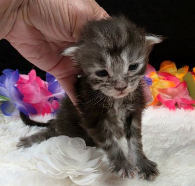 Dolly white collar silver black classic Maine Coon kitten photo 4