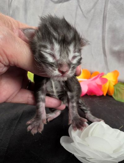 Dolly white collar silver black classic Maine Coon kitten photo 2